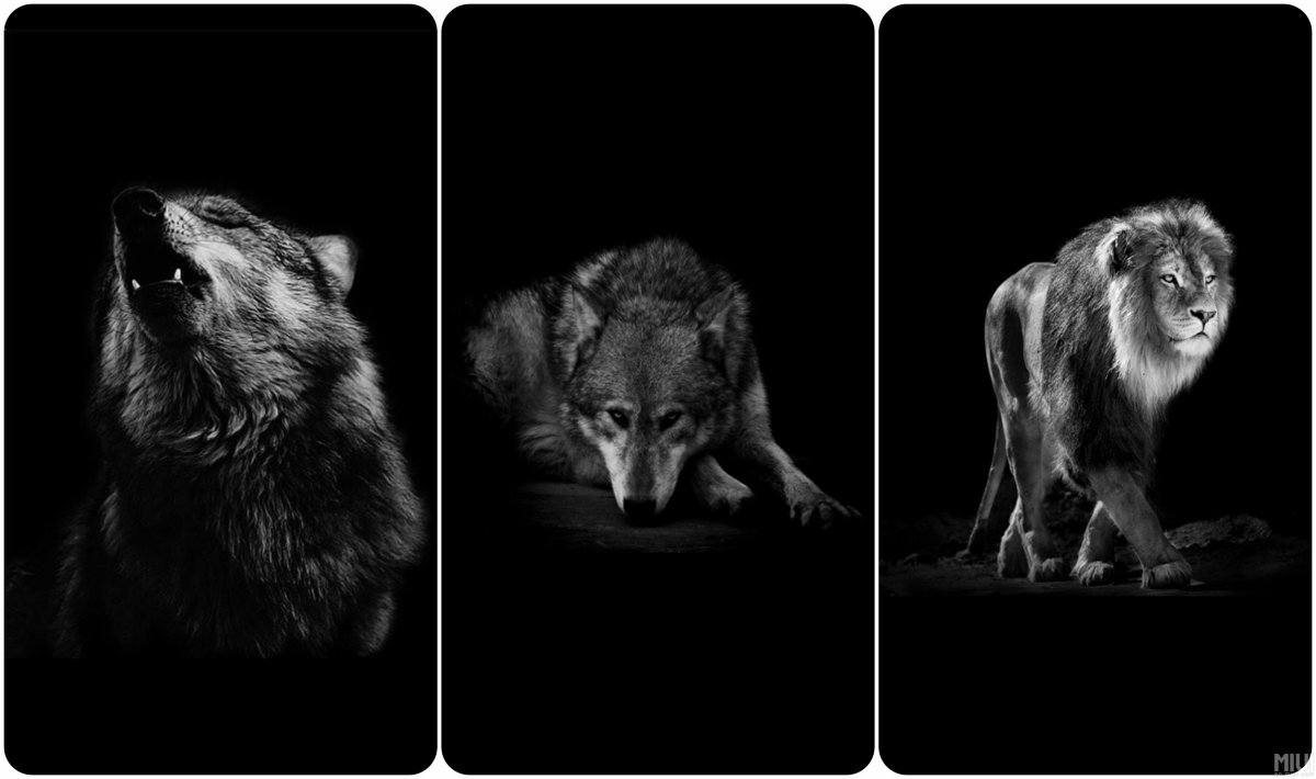 Обои на телефон волк