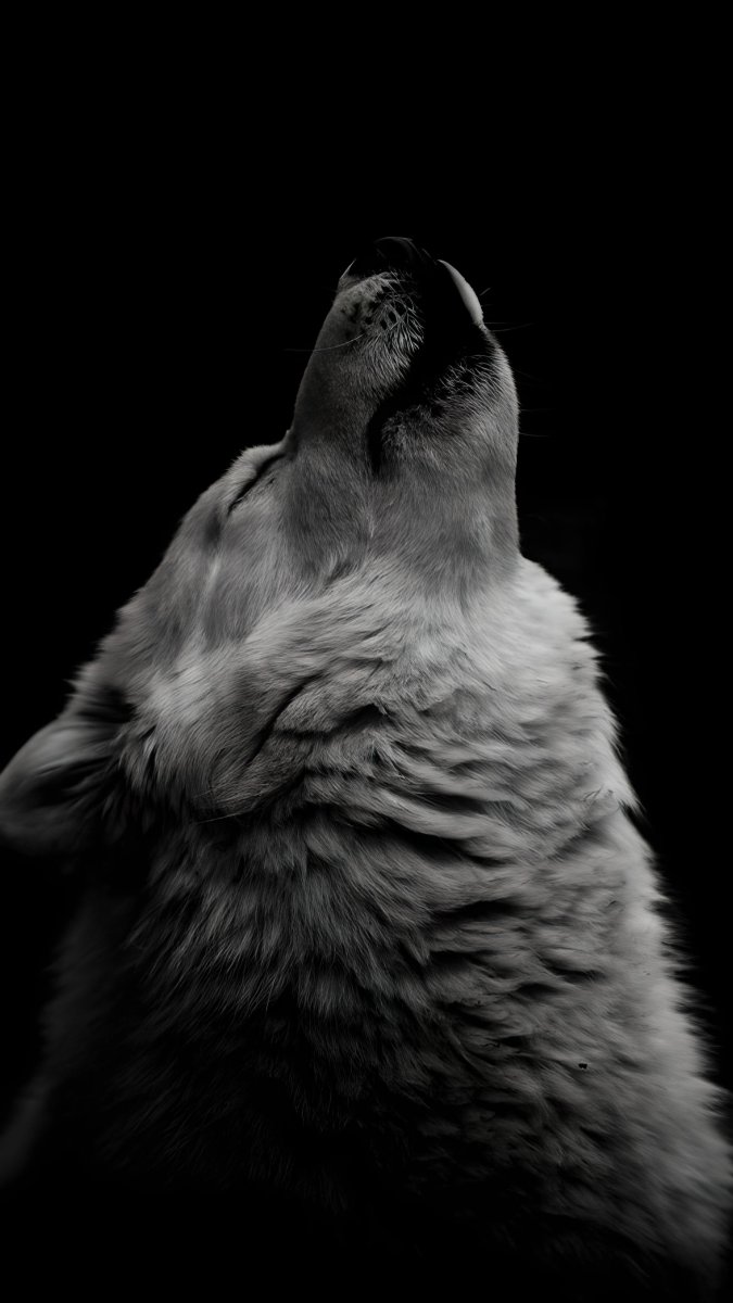 Обои на телефон волк