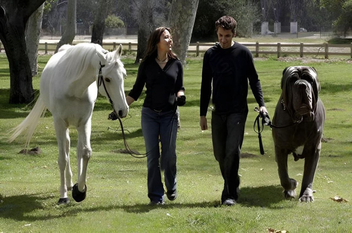 Английский мастиф рост