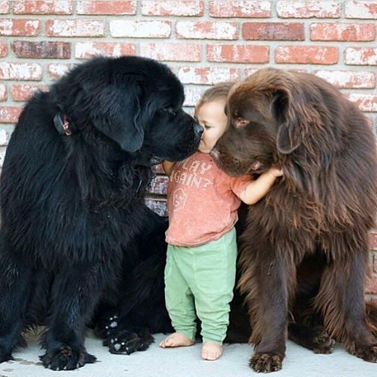 Ньюф тибетский мастиф