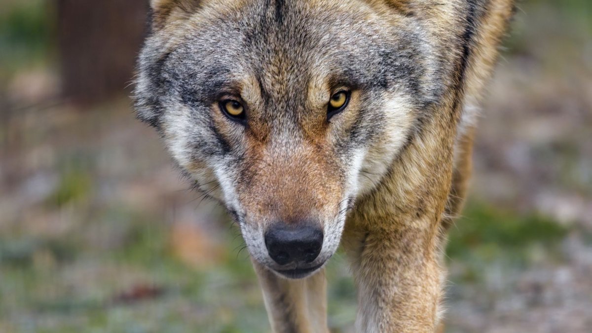 Картинки на рабочий стол животные