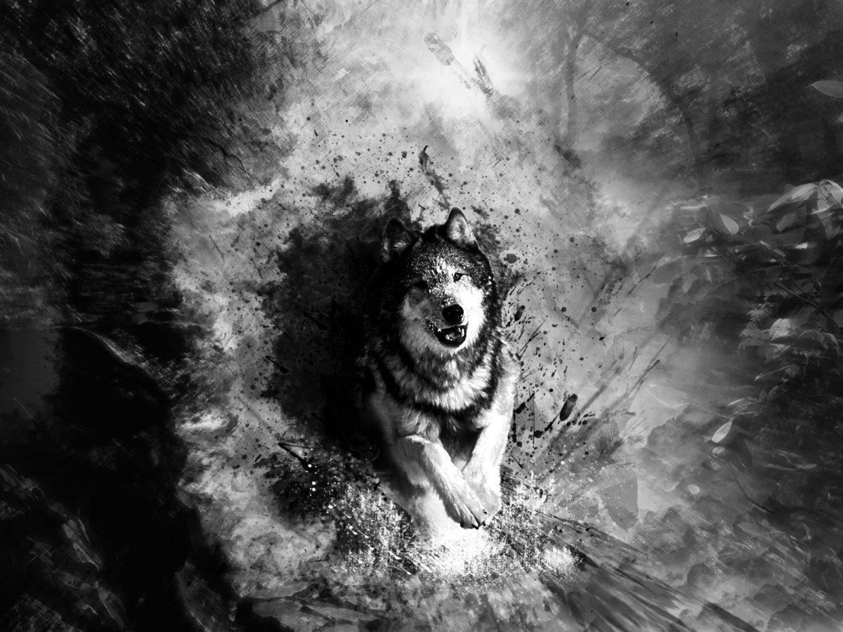 Волк черно белый