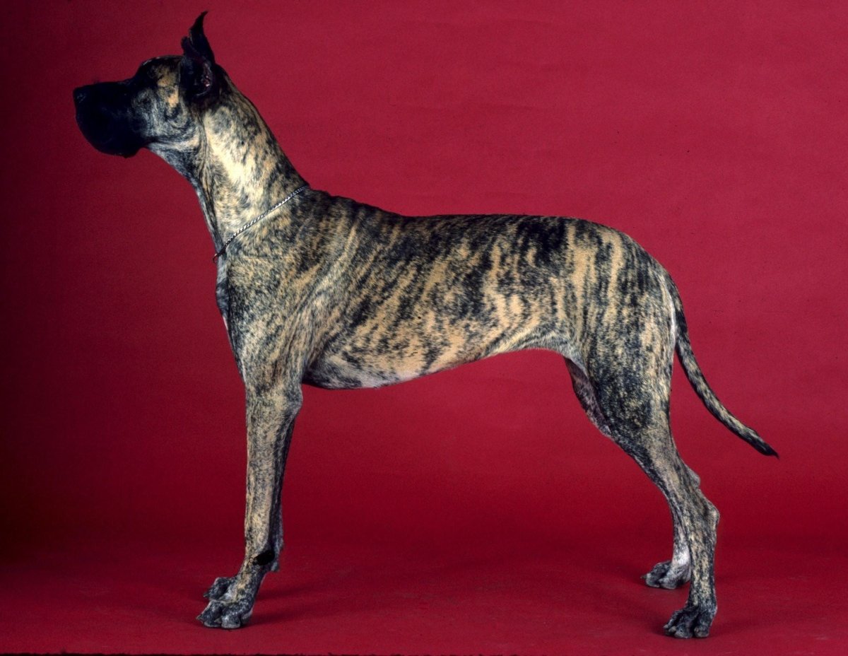 Mantle great Dane порода