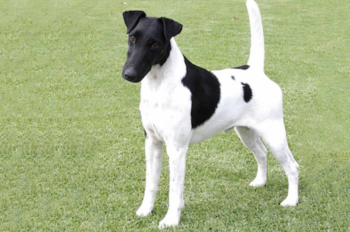 Фокстерьер гладкошерстный черный