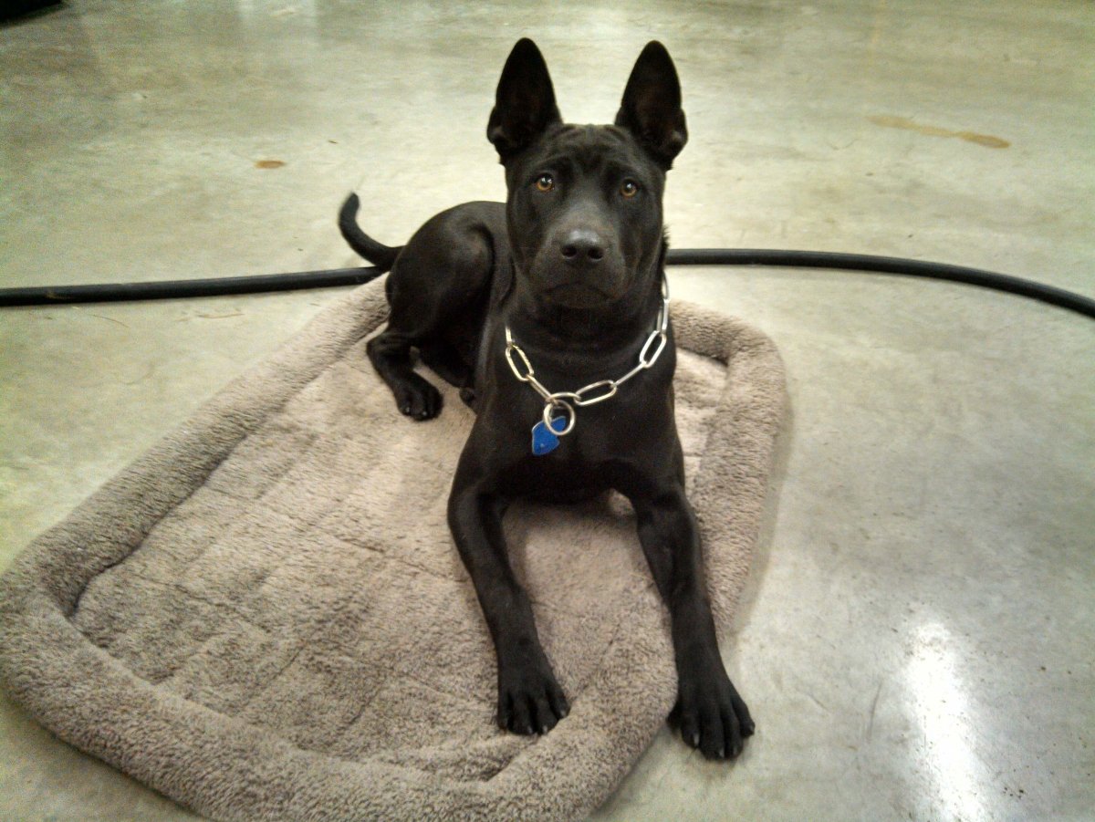 Тайский риджбек голубой