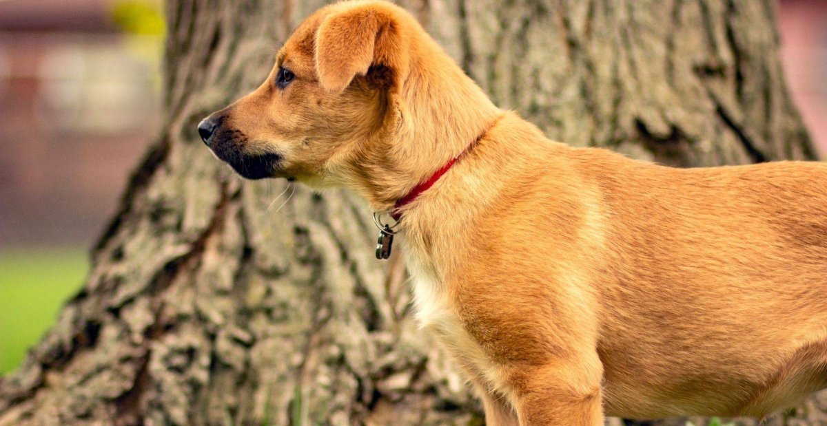 Чинук собака рыжая