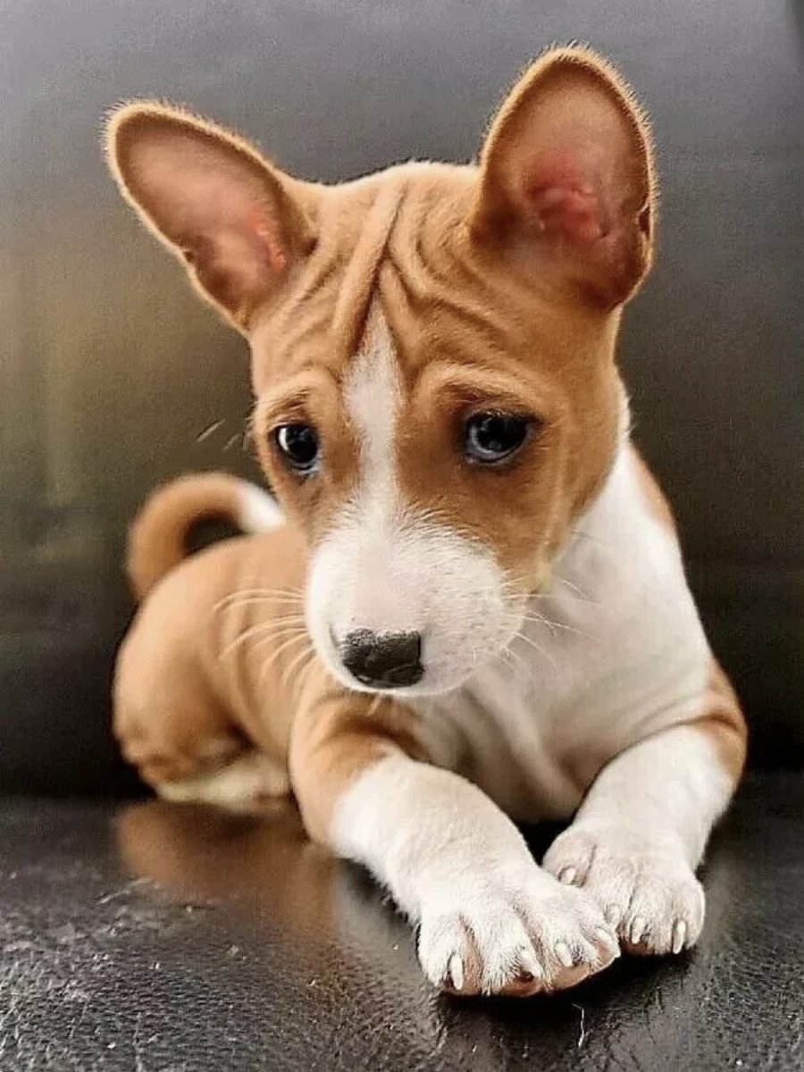 Басенджи басенджи басенджи