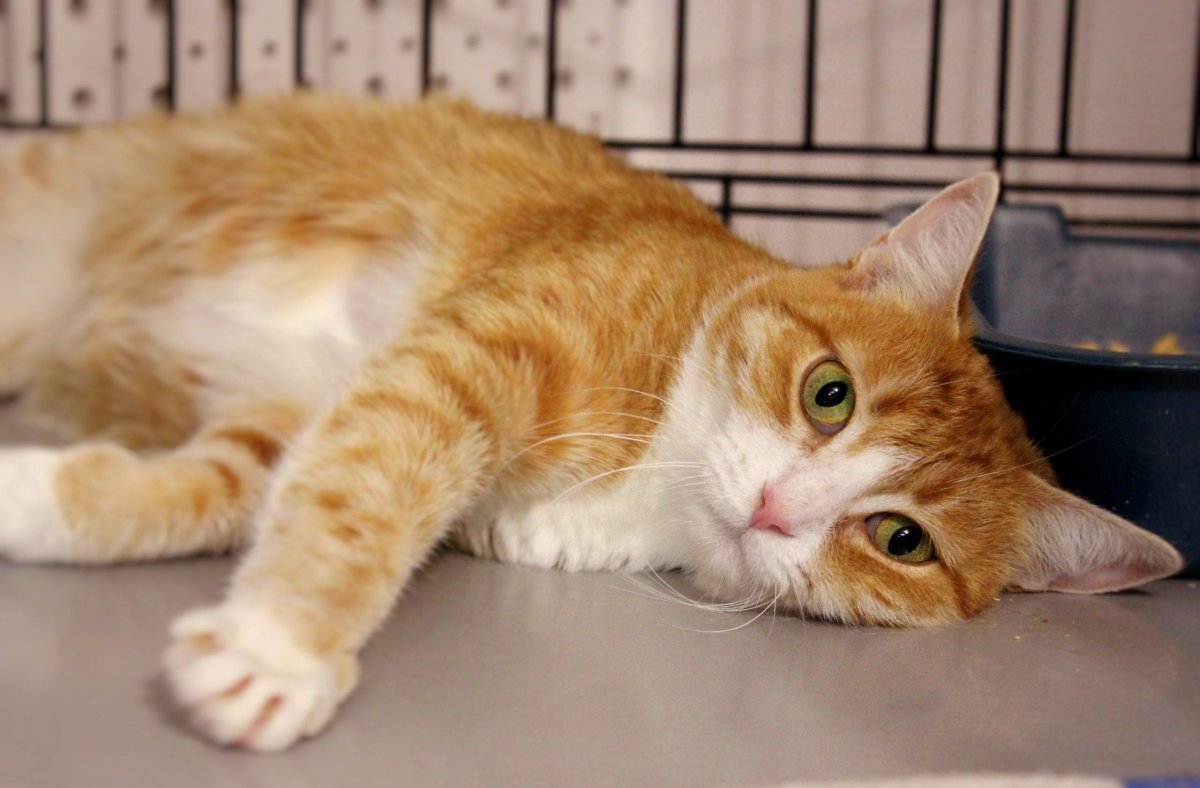 Сибирская кошка рыжая гладкошерстная