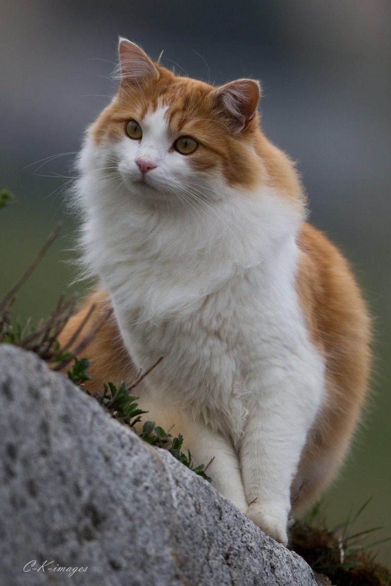 Сибирская кошка рыжая короткошерстная