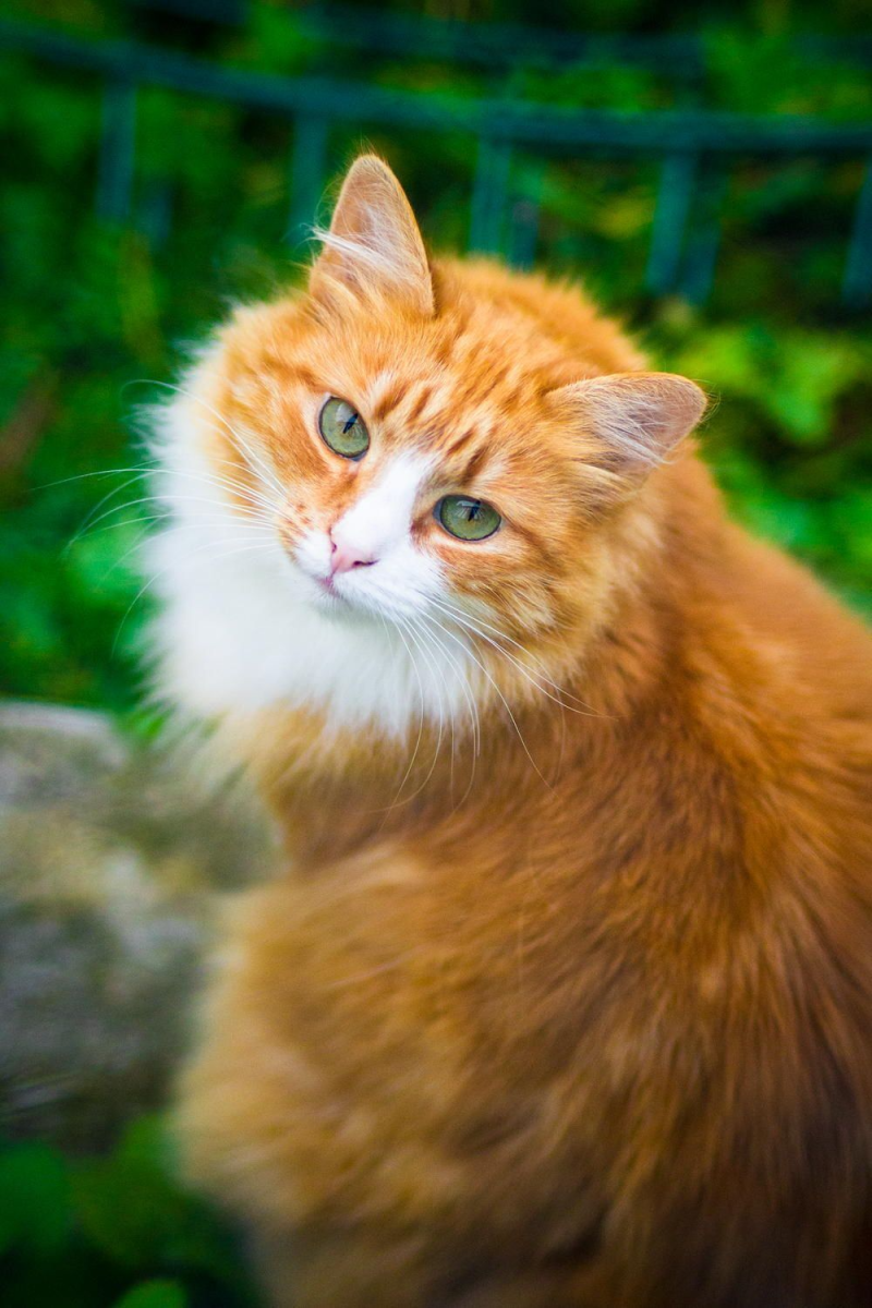 Сибирская кошка рыжая
