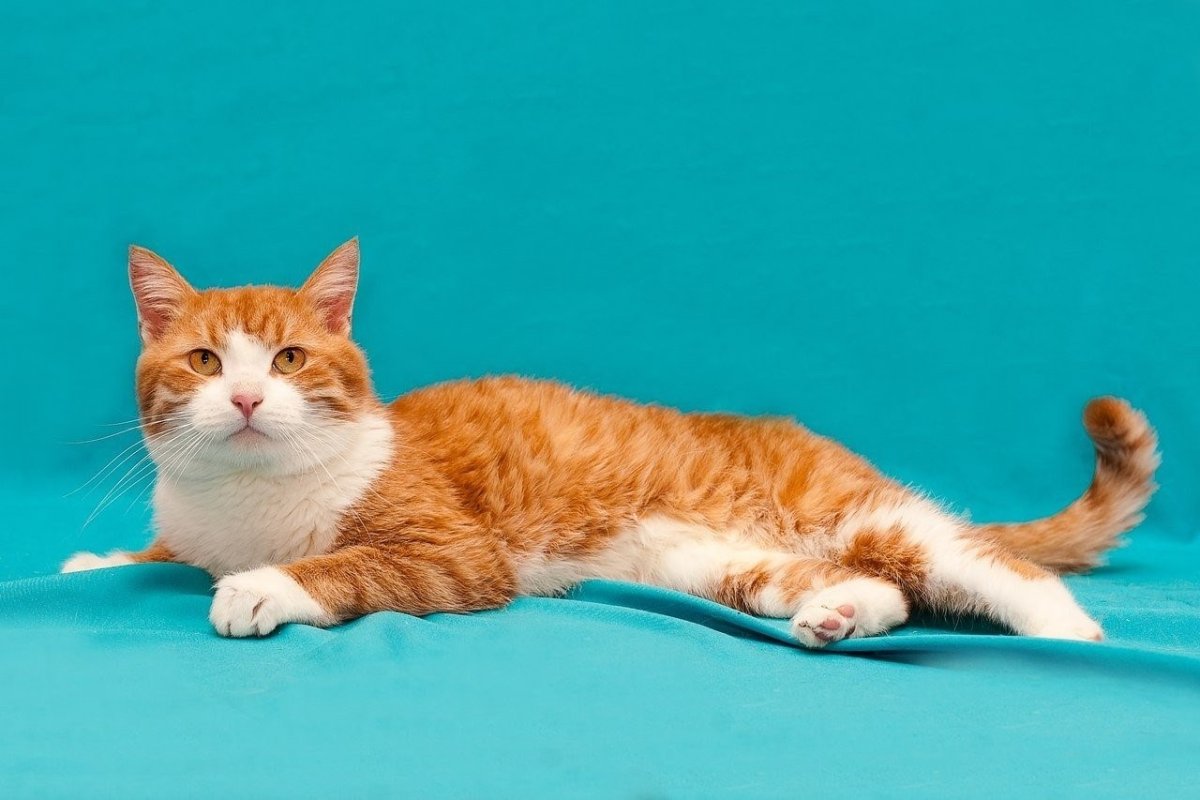 Сибирская биколор короткошерстная