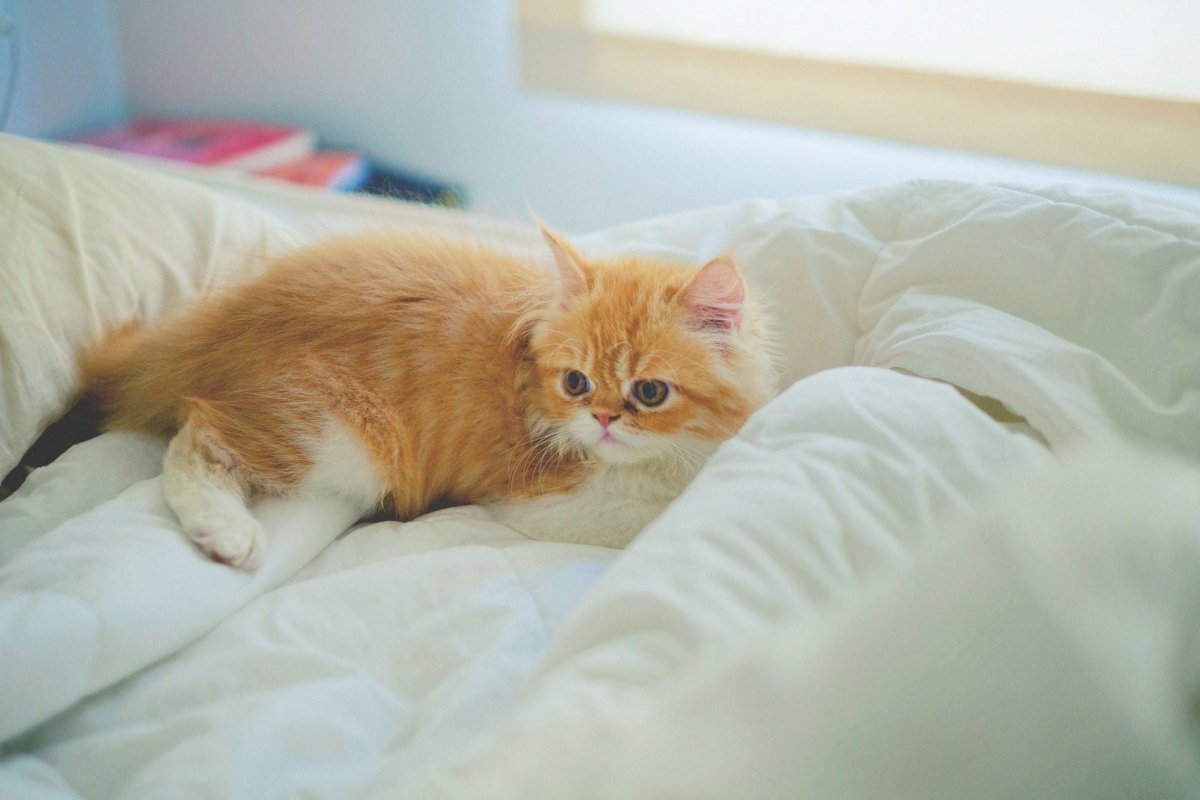 Рыже белый кот породистый