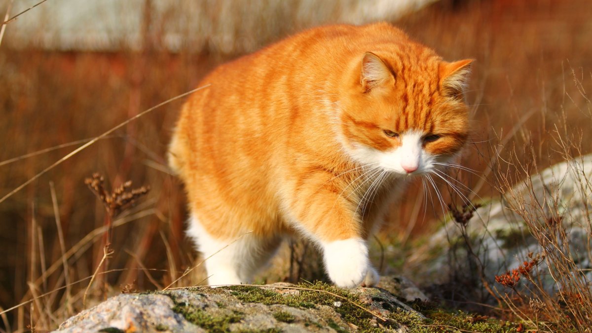 Мэнкс рыжий