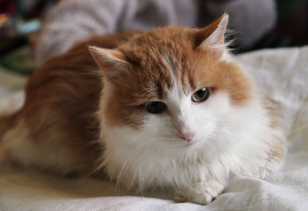 Ангорская кошка