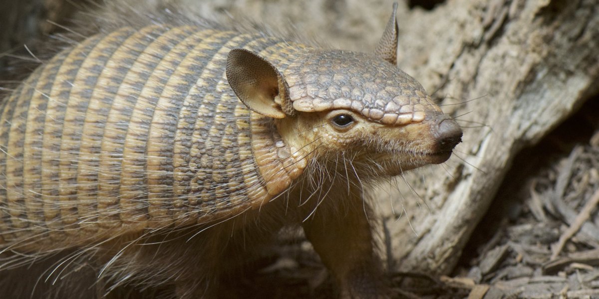 Розовый плащеносный броненосец