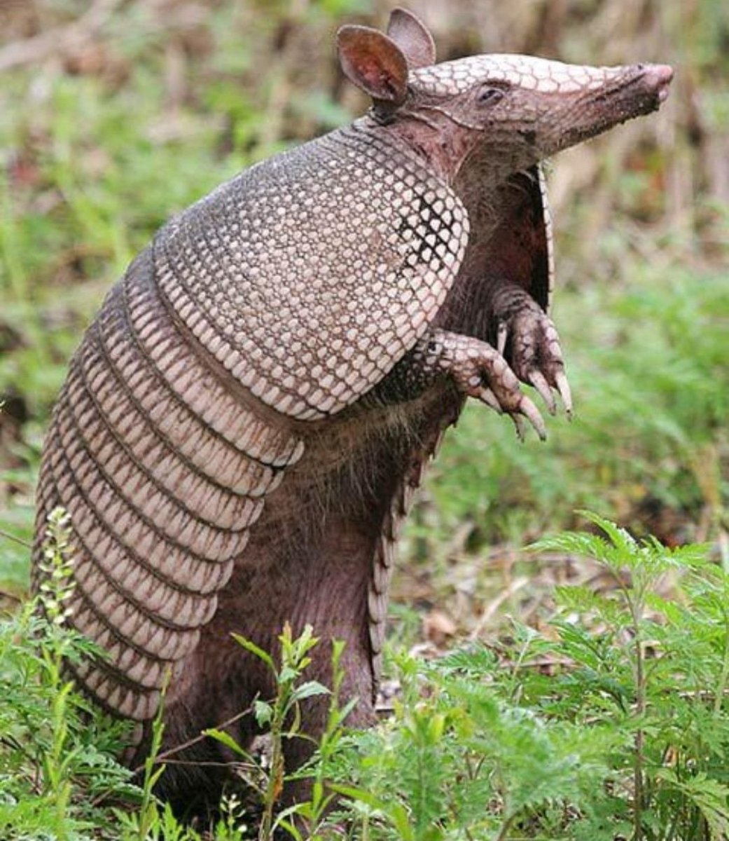 Девятипоясный броненосец