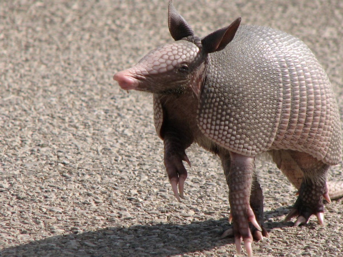 Животные Девятипоясный броненосец