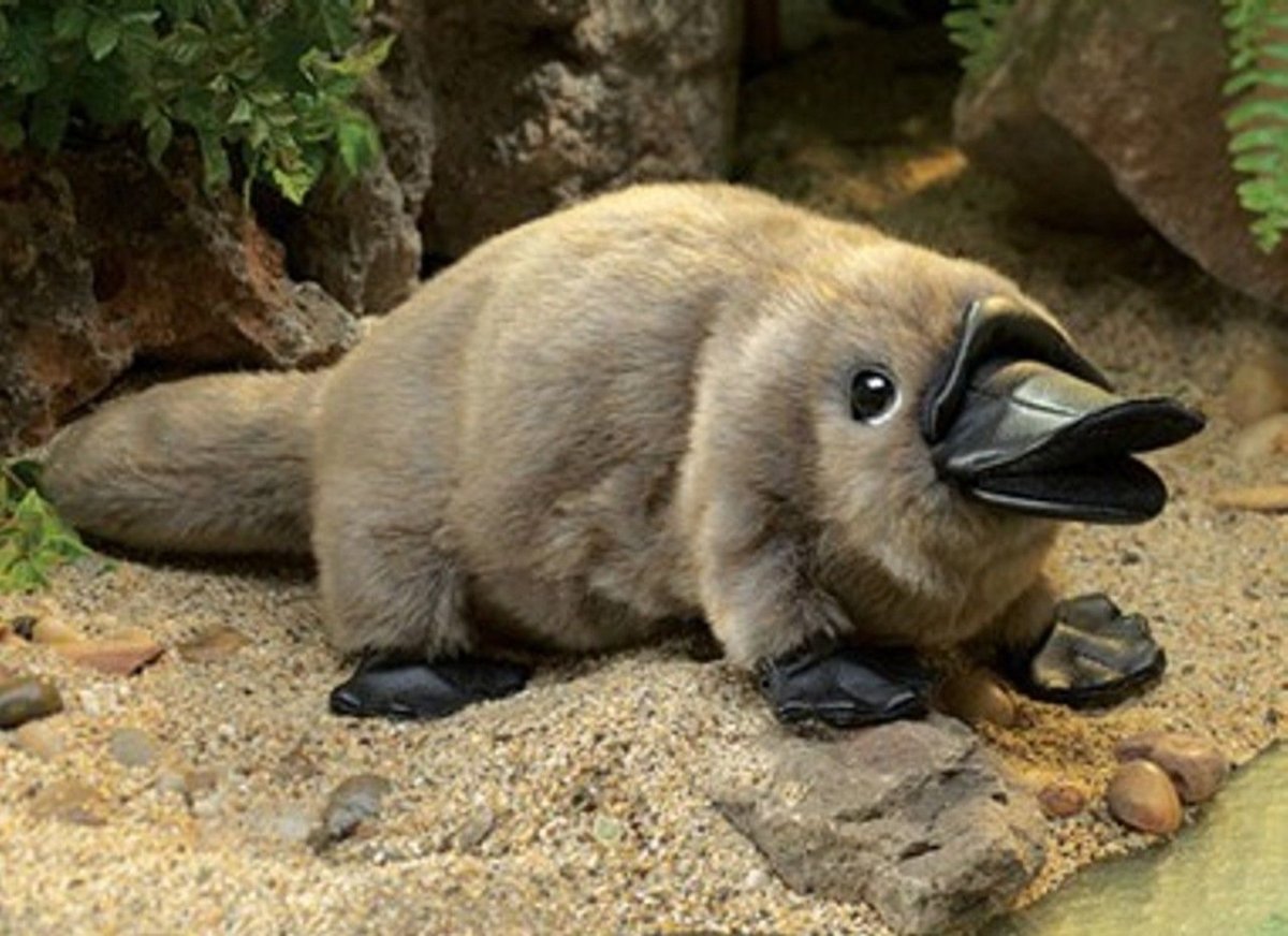 Утконос животное Австралии