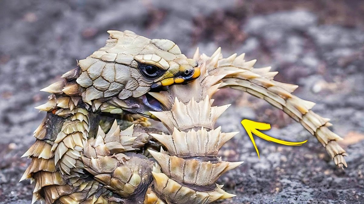 Ящерица малый поясохвост