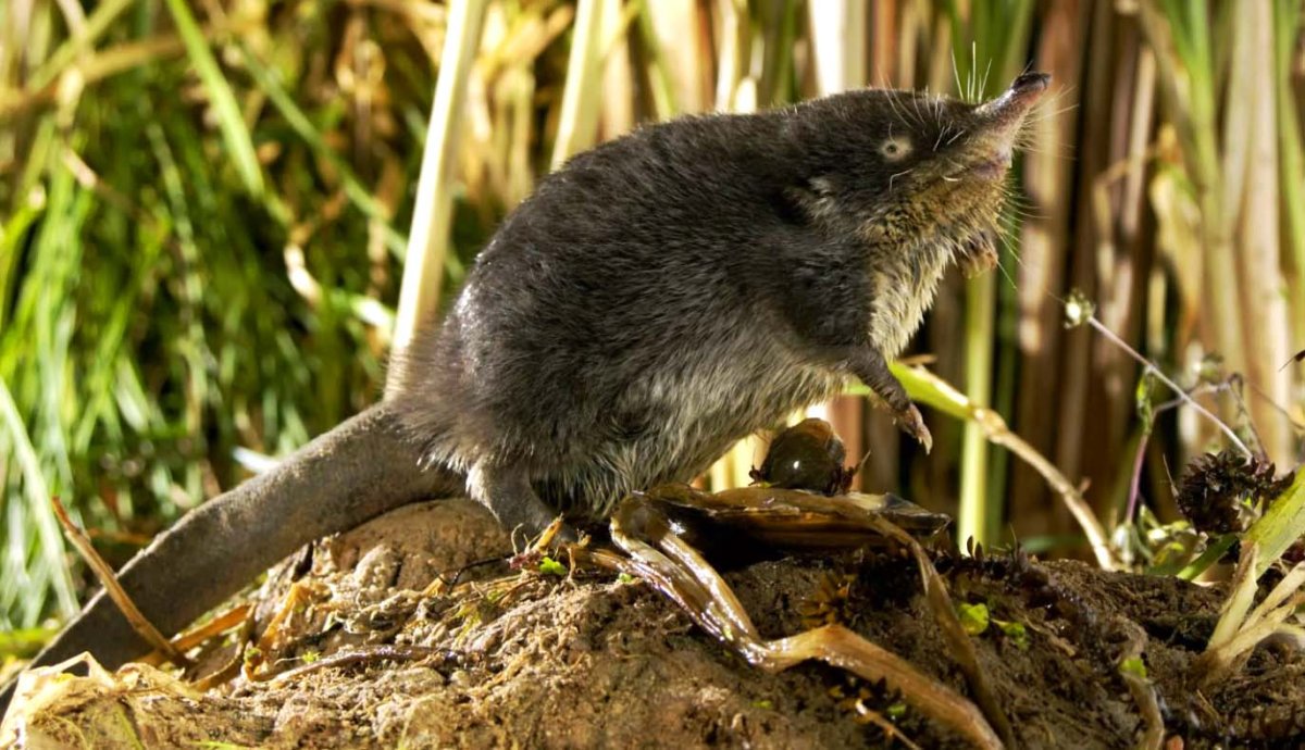 Выхухоль Хохуля