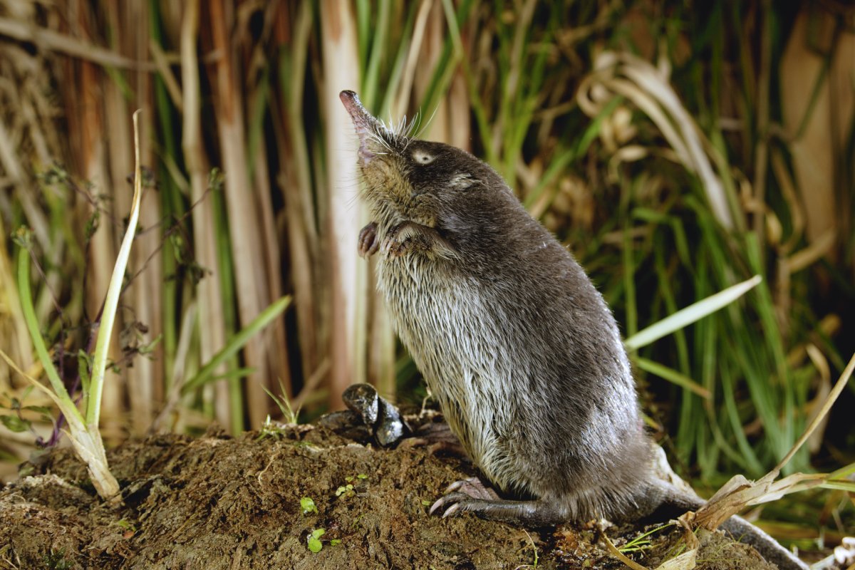 Пиренейская выхухоль