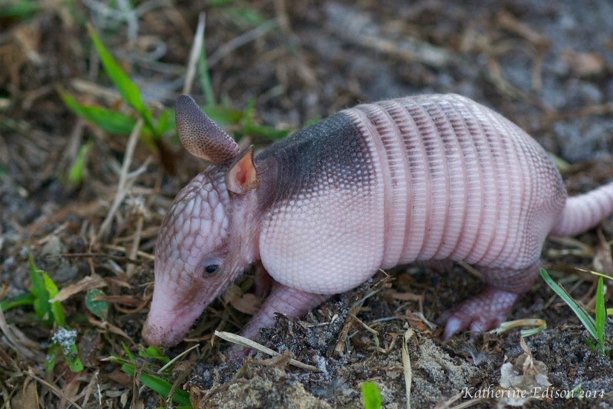 Плащеносец броненосец