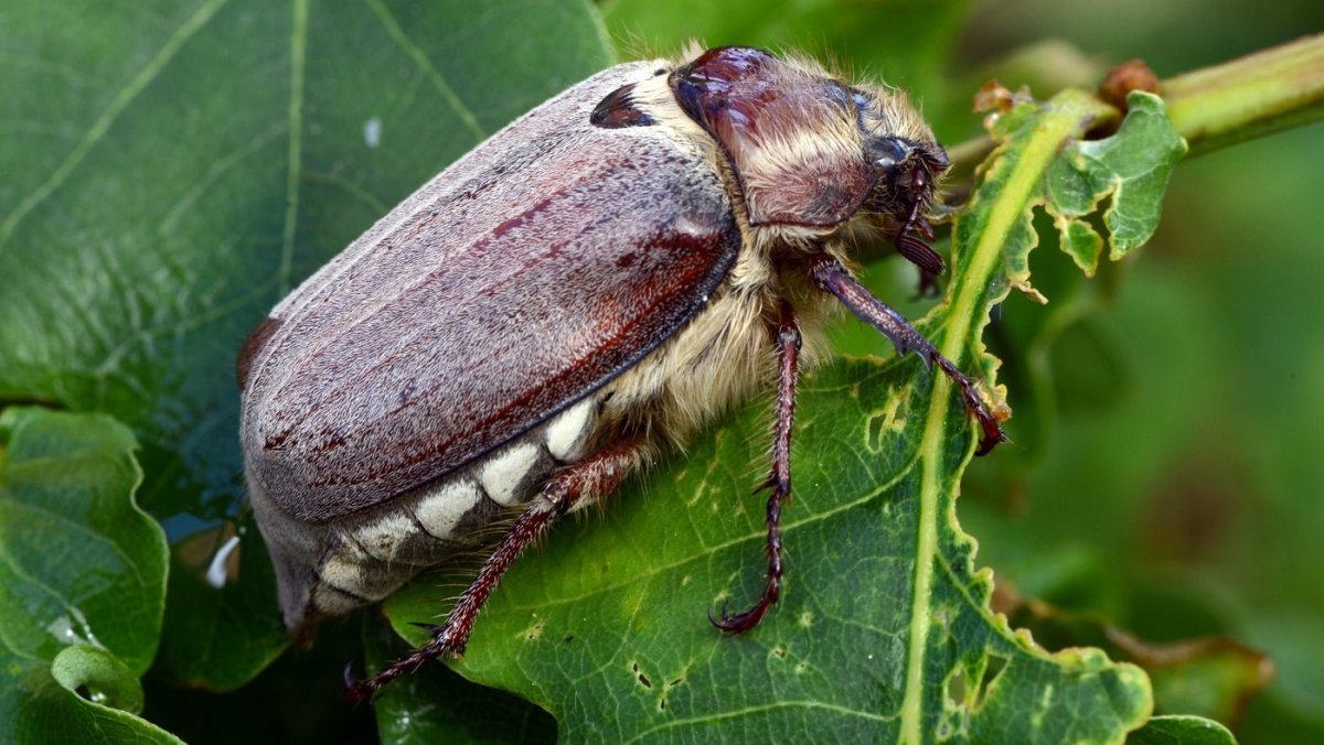 Жук листорез