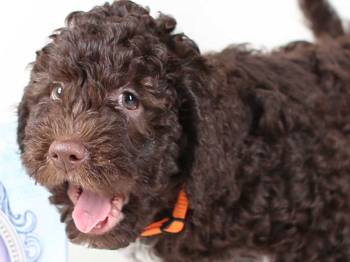 Лаготто-романьоло порода