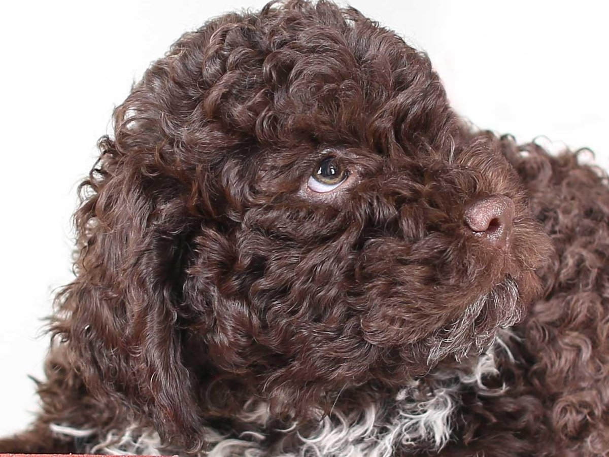 Итальянская водяная собака