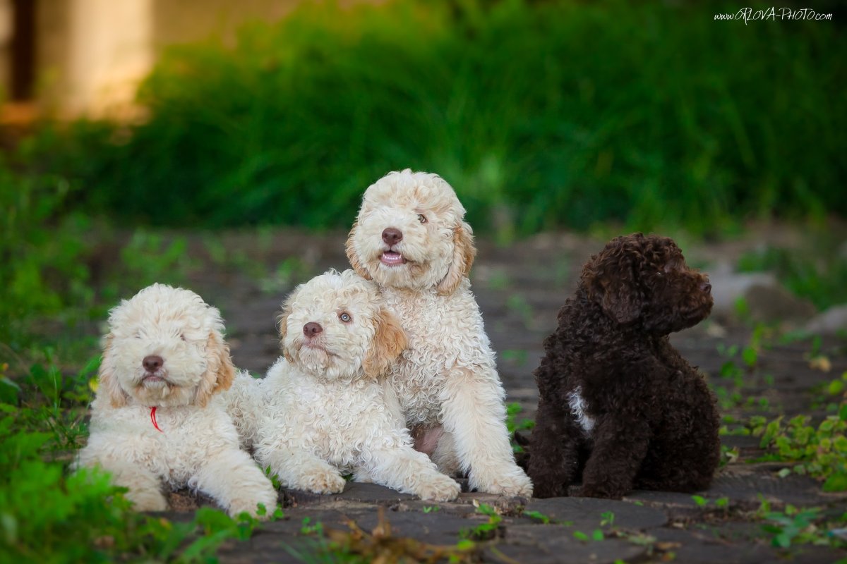 Лаготто-романьоло порода