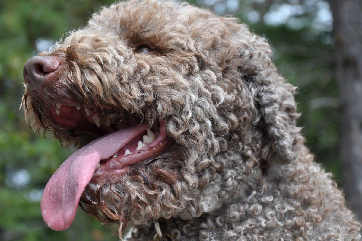 Лаготто романьоло