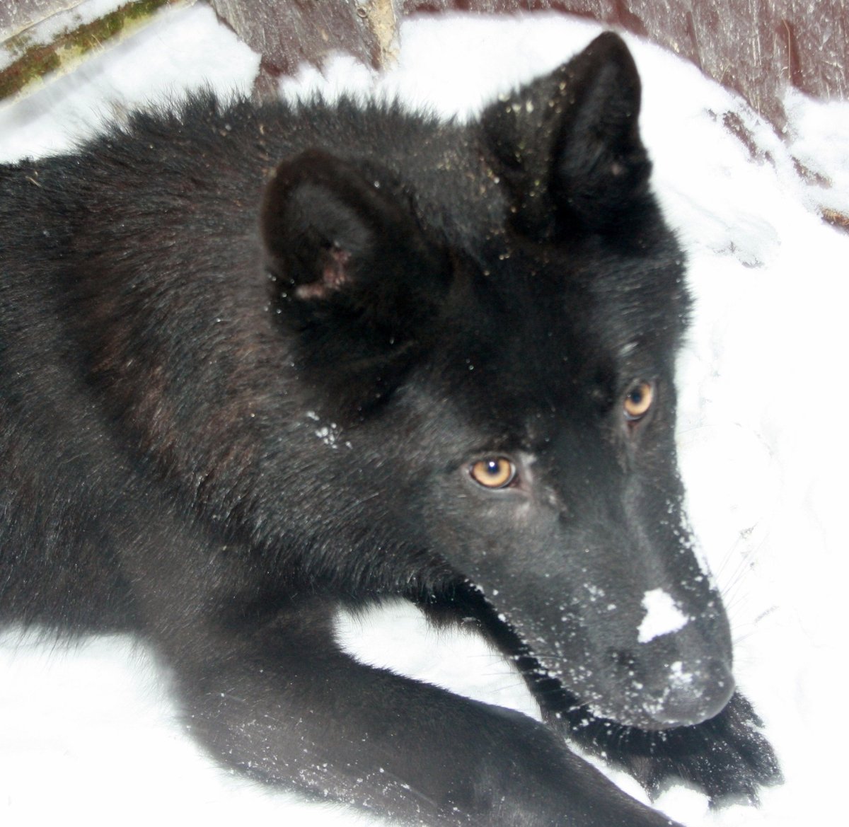 Чёрный канадский волкособ