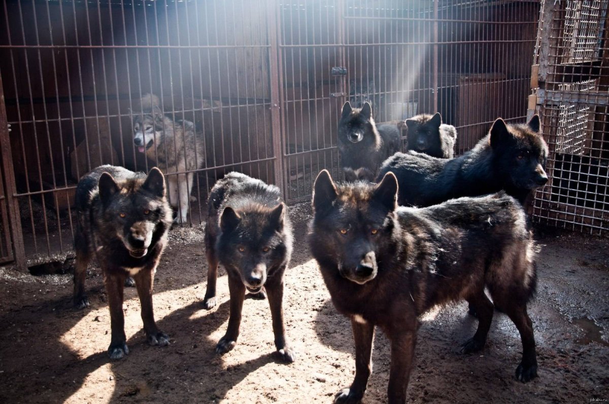 Канадский маламут вольфхунд