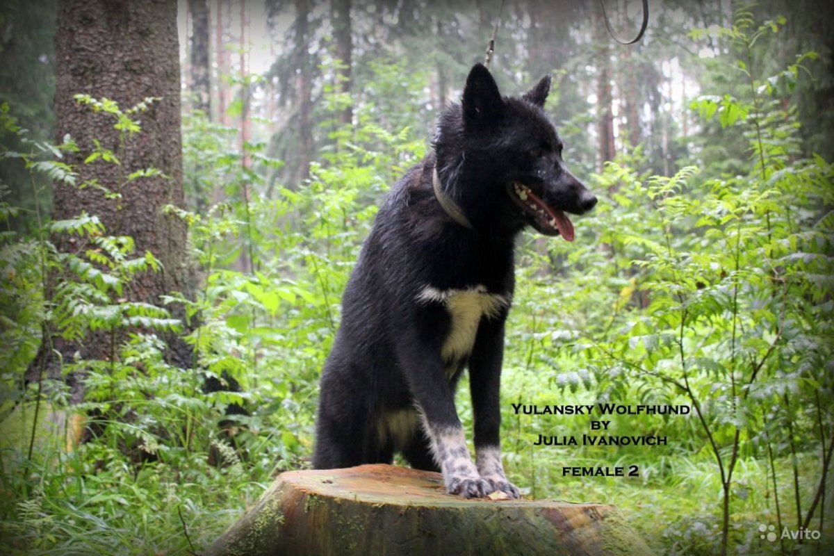 Собака вольфхунд