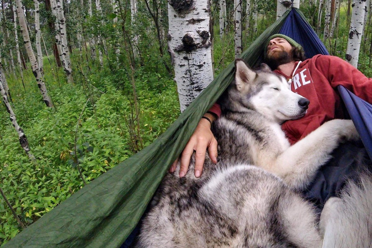 Волкособ хаски волк