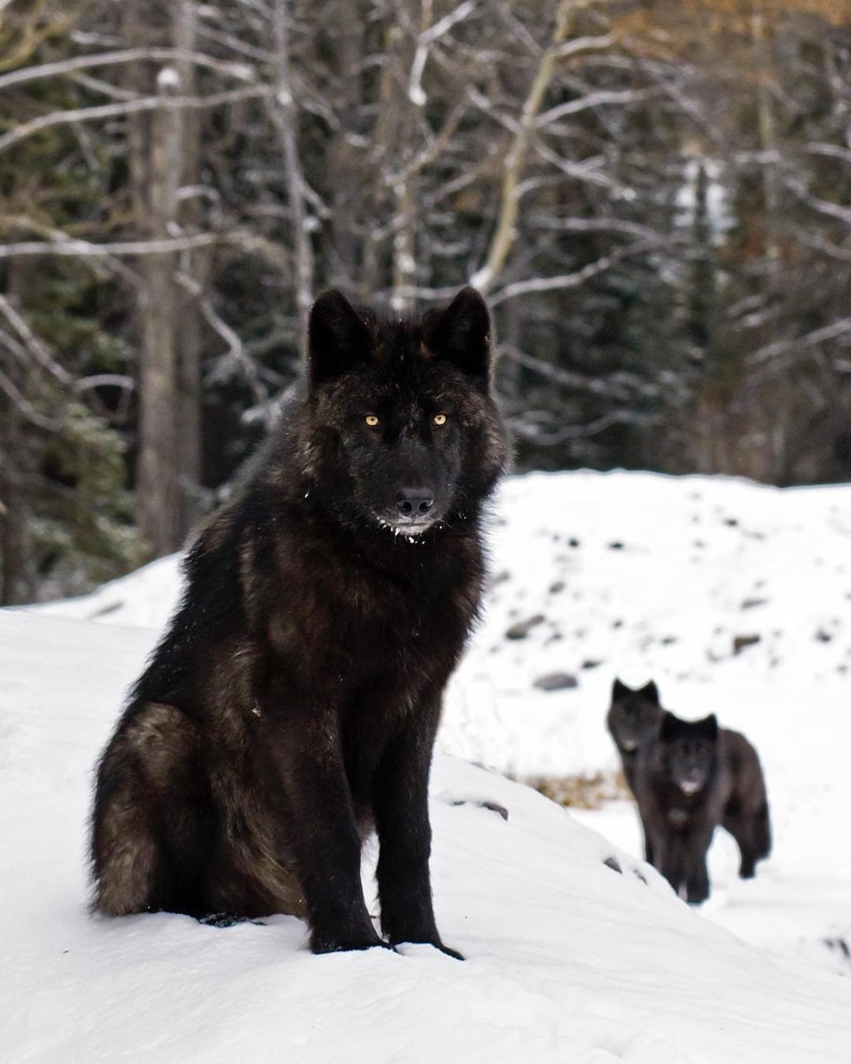 Саарлосский вольфхунд