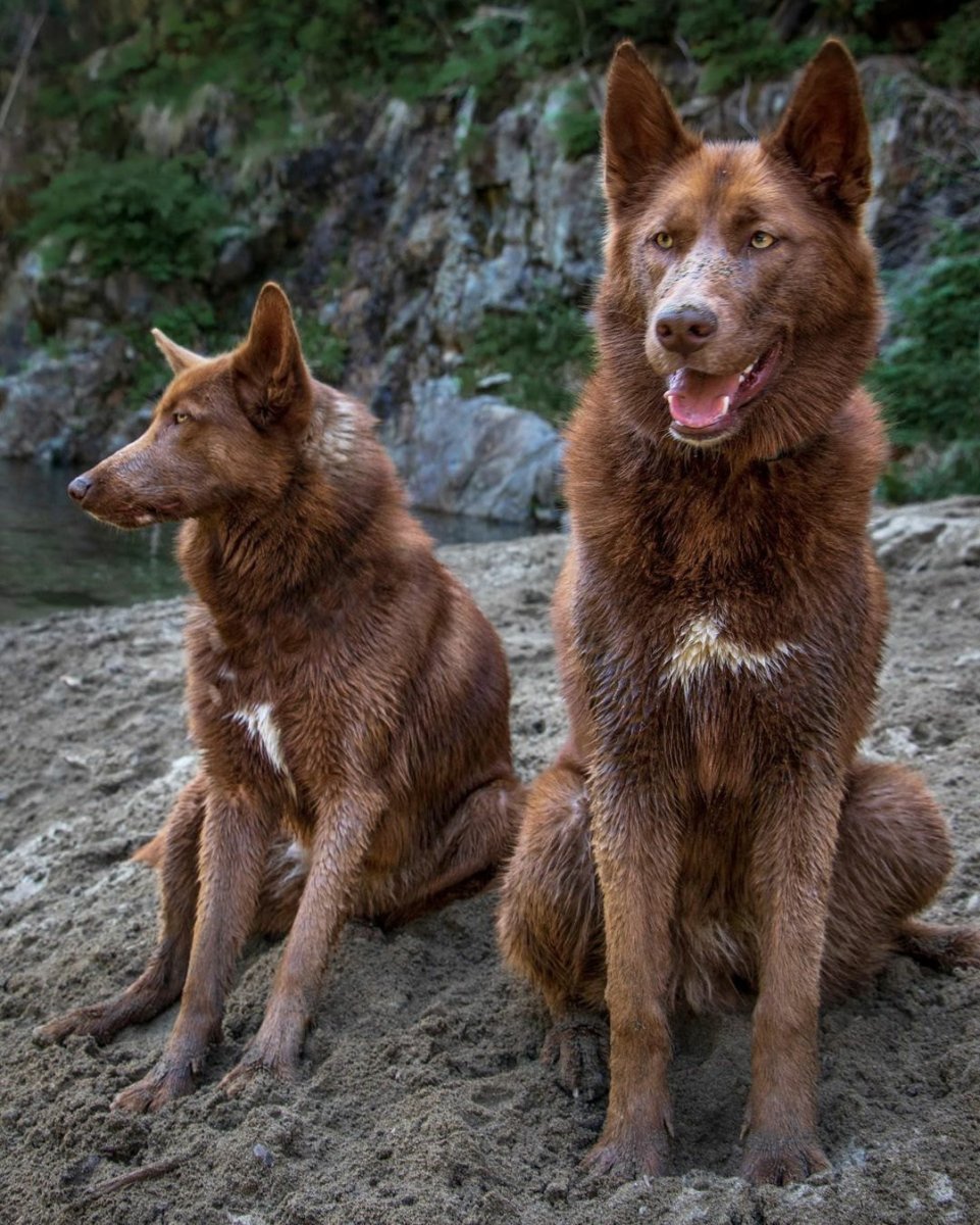 Голубой вольфхунд