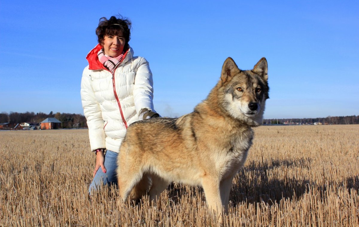 Канадский маламут вольфхунд