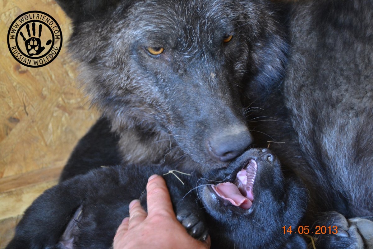Голубой вольфхунд собака