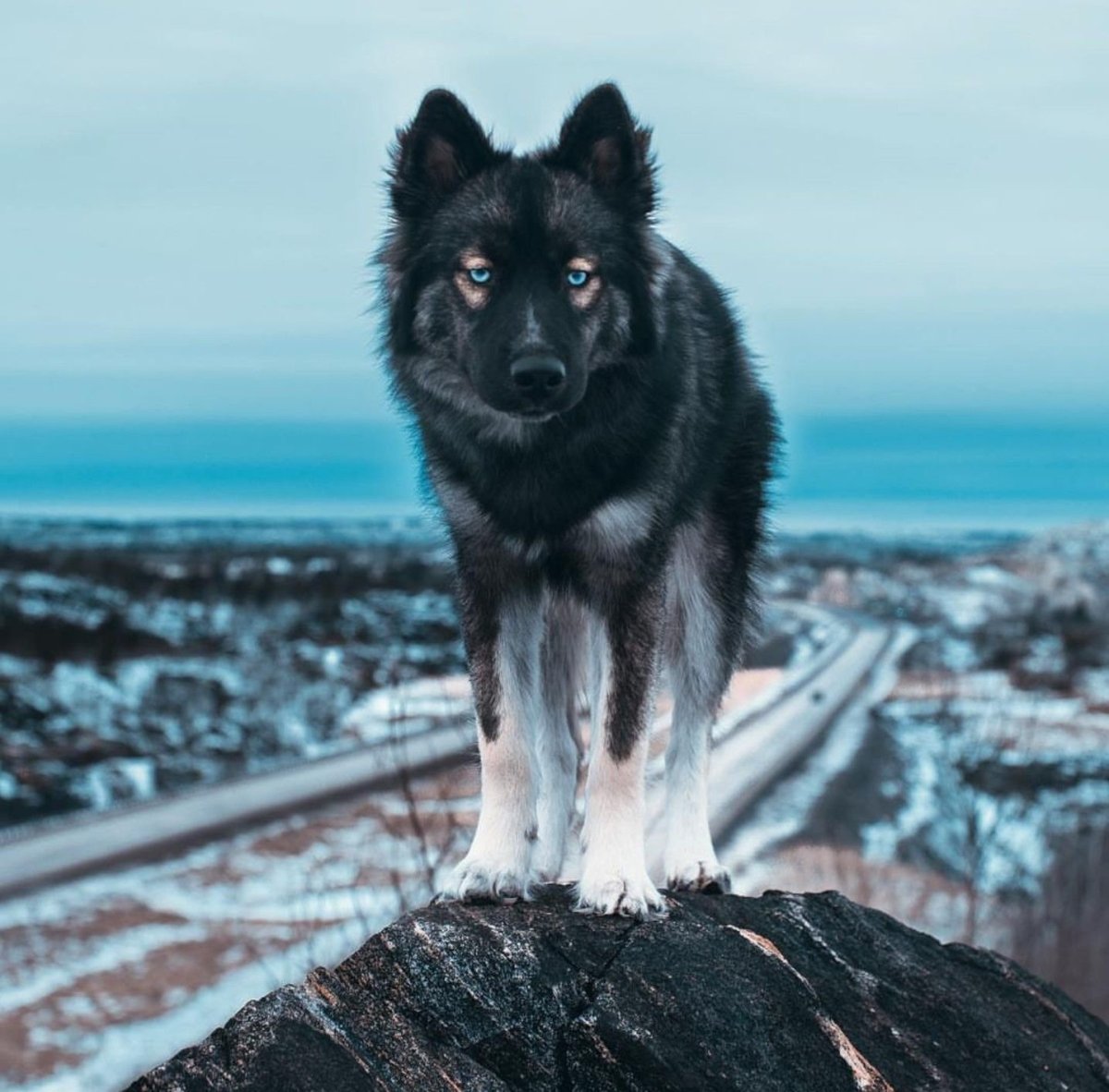 Волкособы овчарка волк
