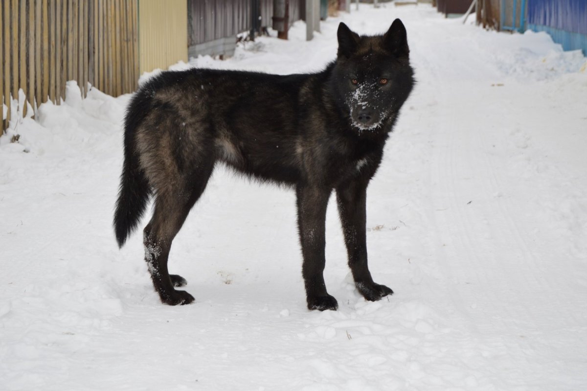 Волкособ черный