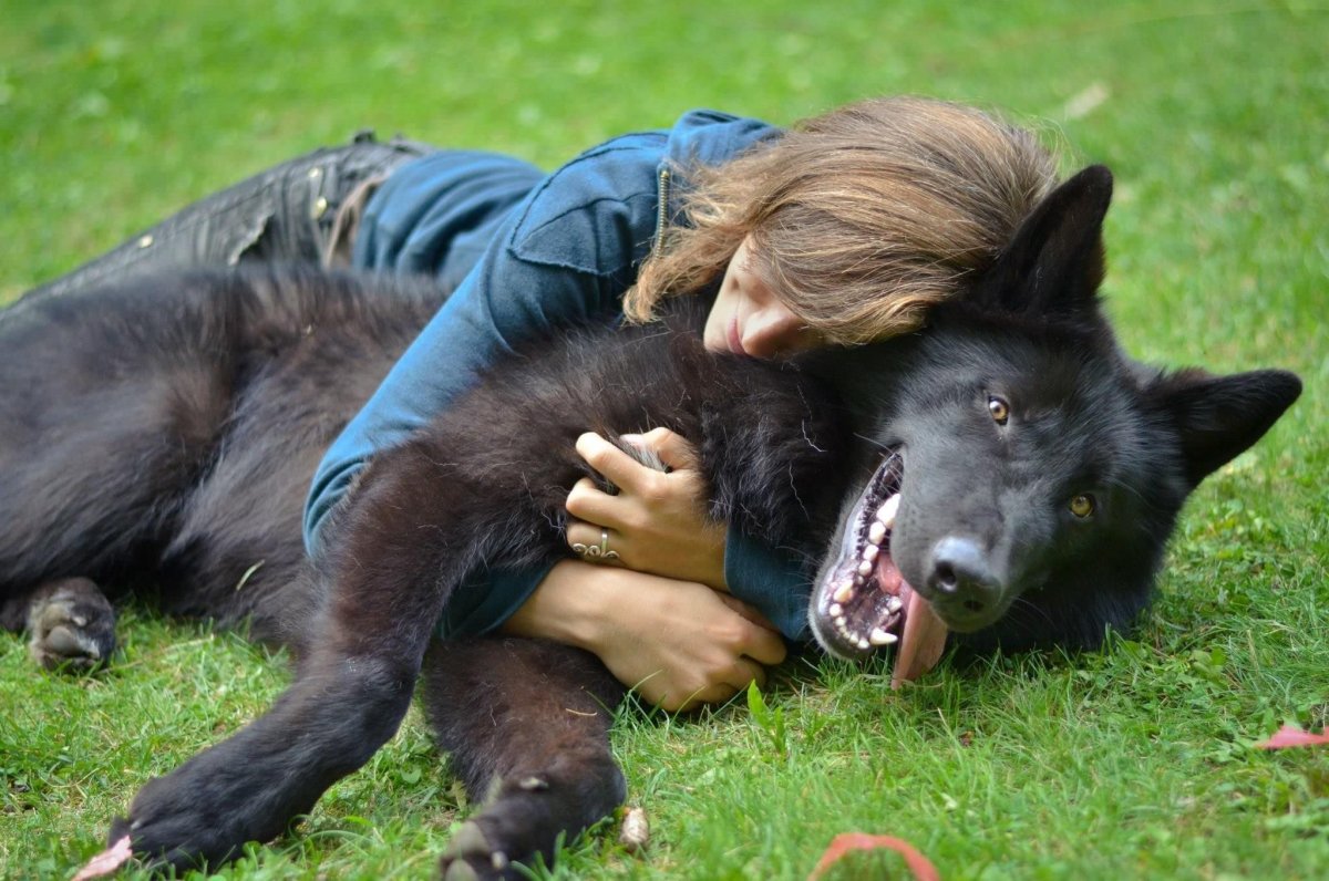 Собака волкособ