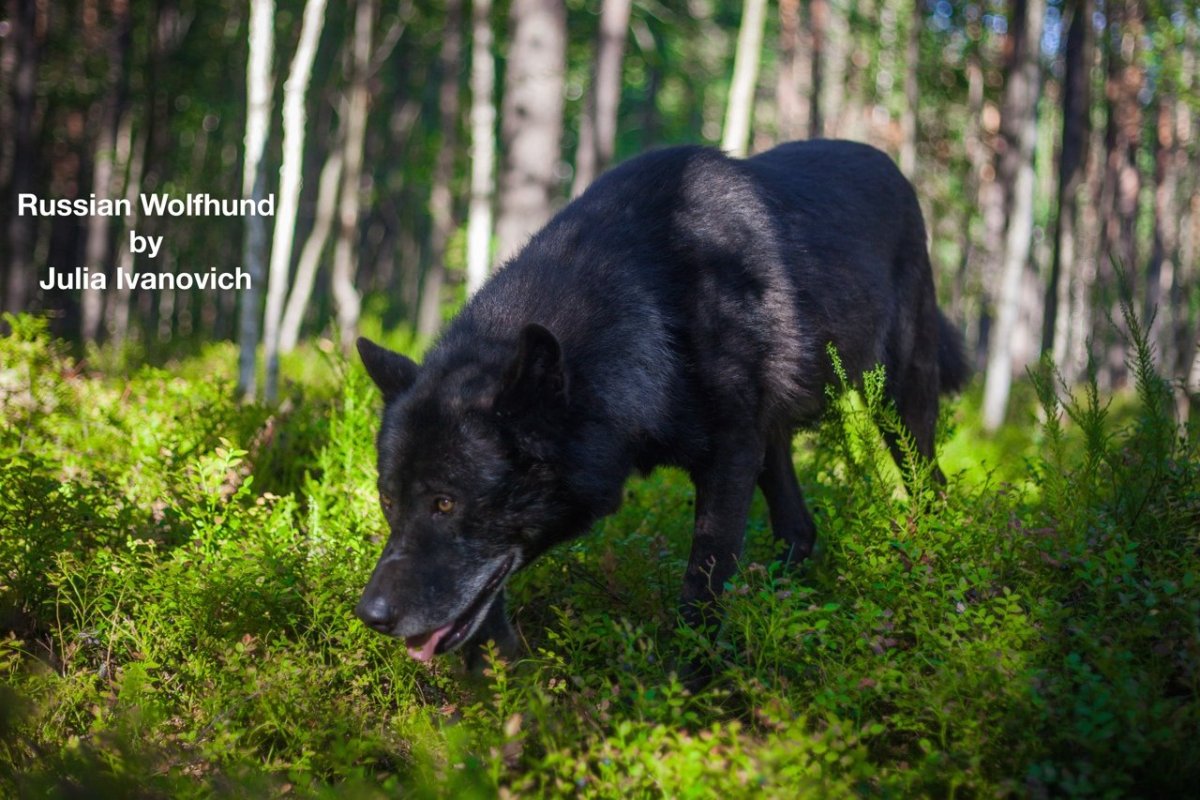 Канадский волкособ вольфхунд