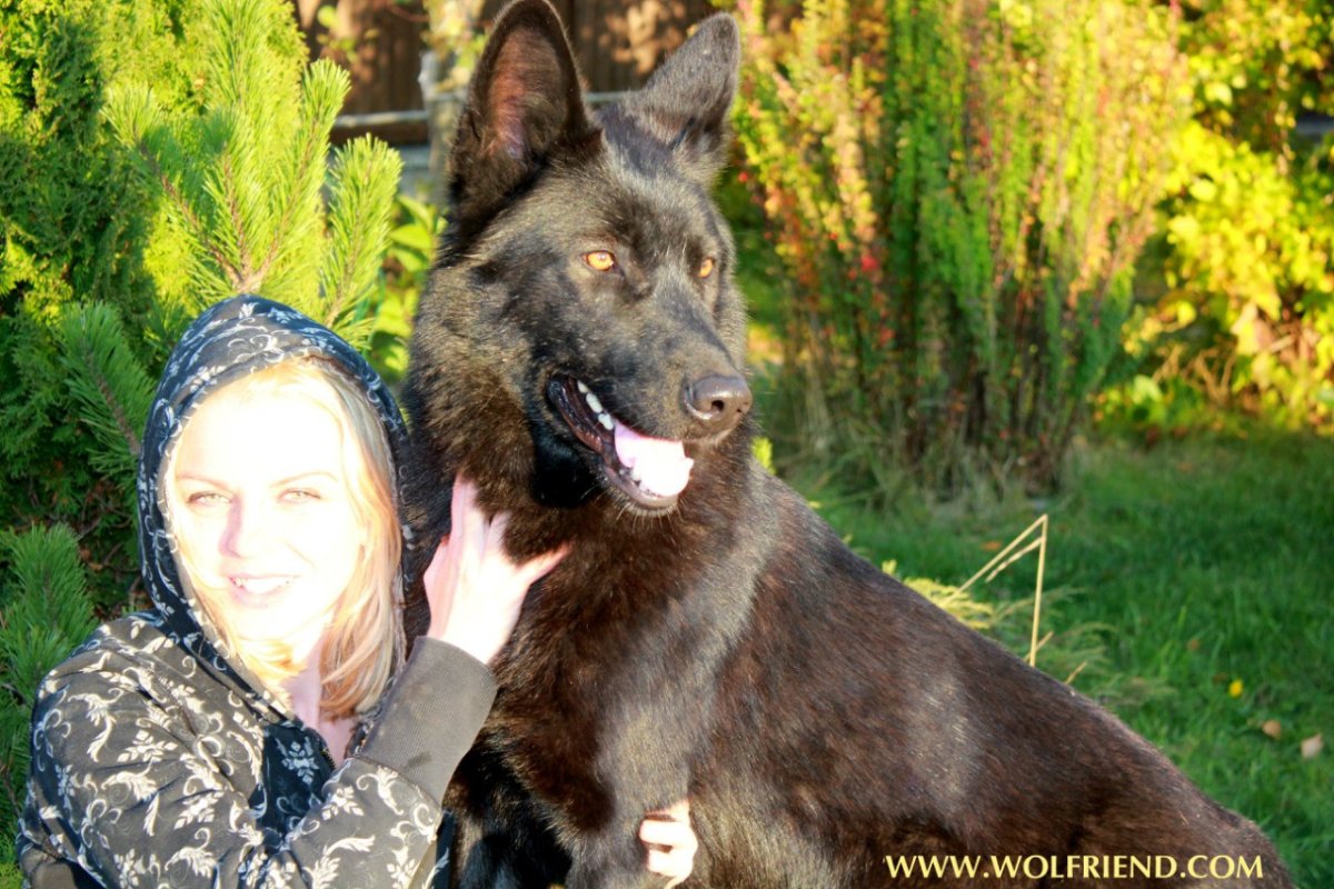 Волкособ вольфхунд