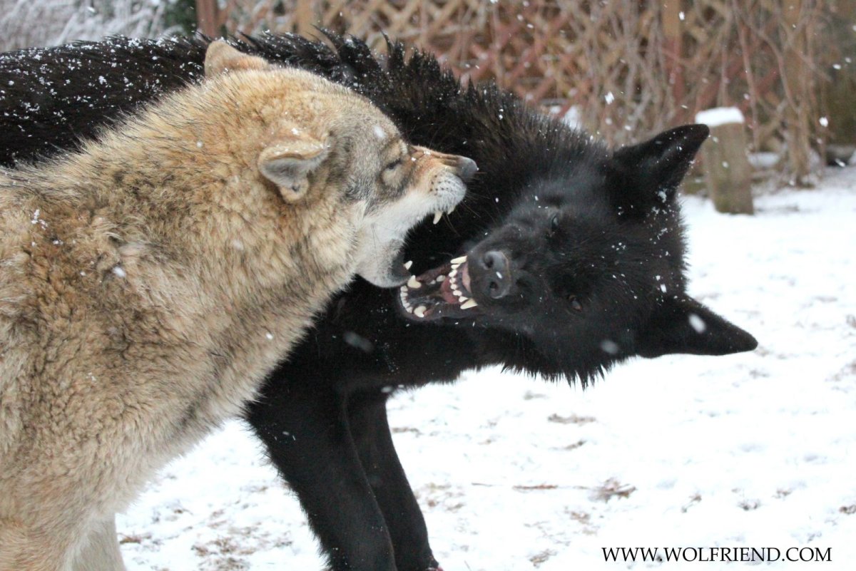 Волкособ вольфхунд