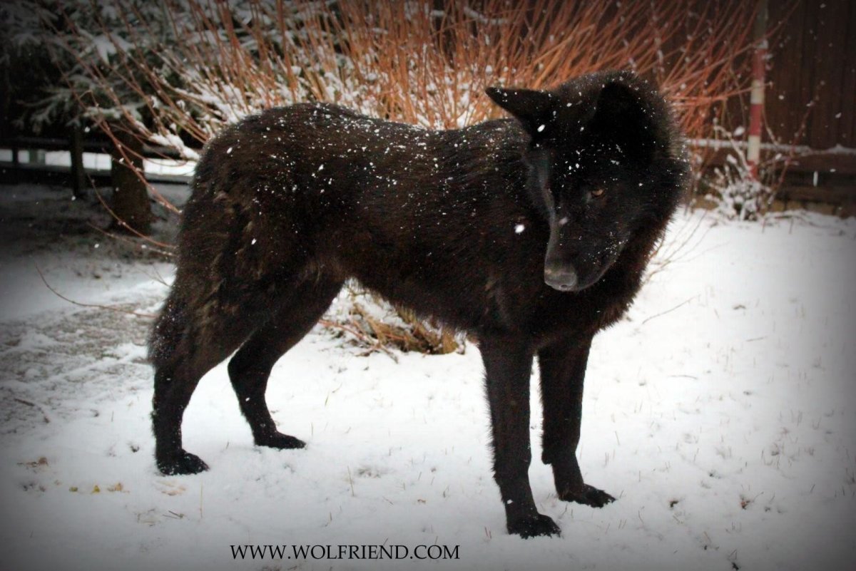 Чёрный канадский волкособ