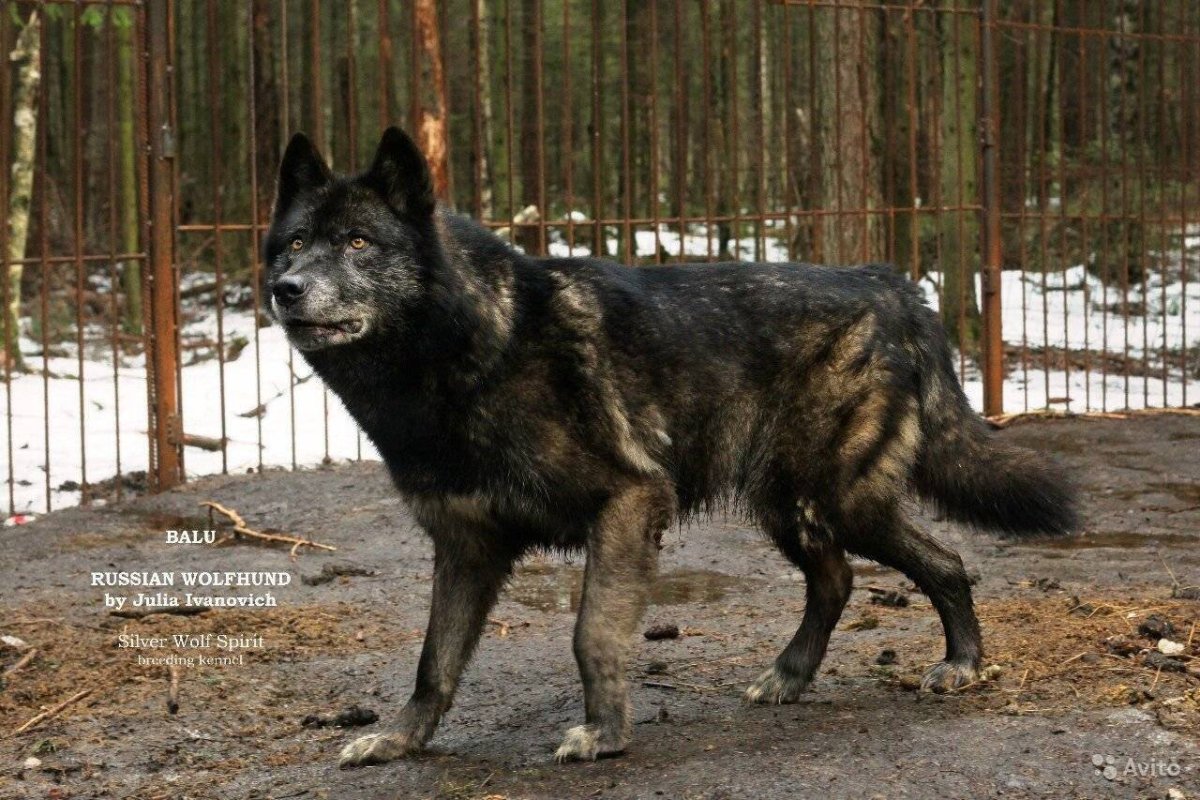 Канадский волкособ вольфхунд