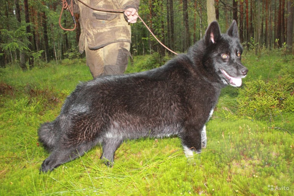 Порода вольфхунд