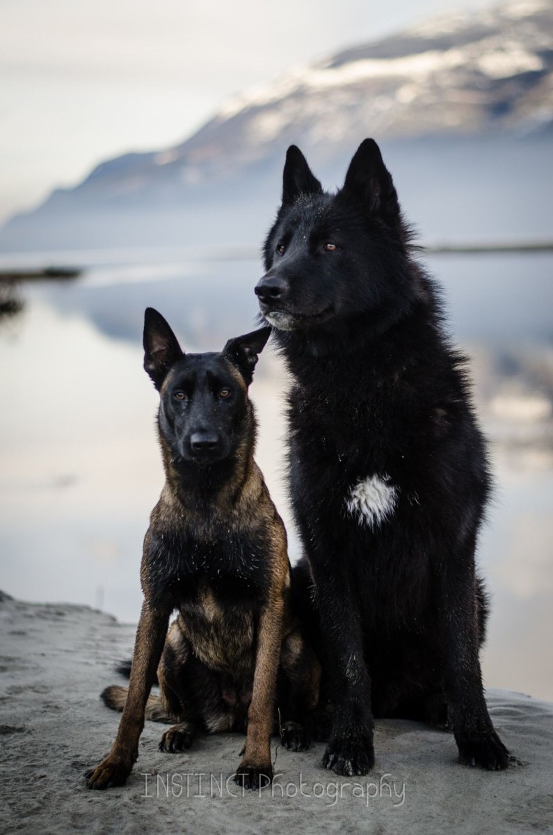 Саарлосский вольфхунд