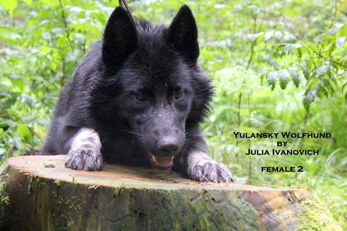 Порода вольфхунд